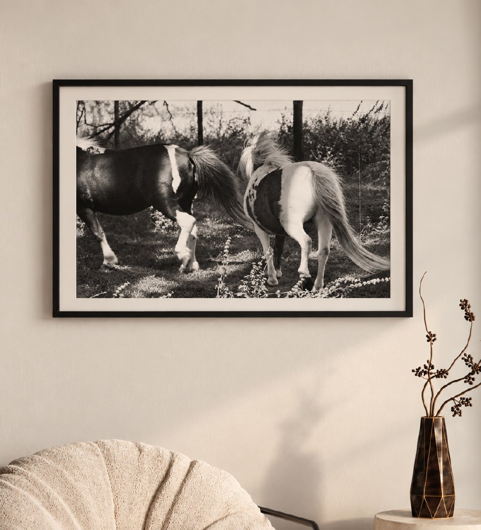 Cuadro con la fotografía Ponis en blanco y negro, marco negro y paspartú blanco, colgado en una pared